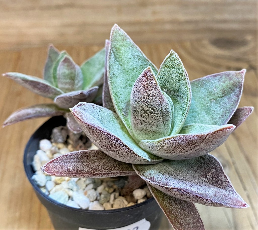 SH26792 Crassula ‘Garnet Lotus’