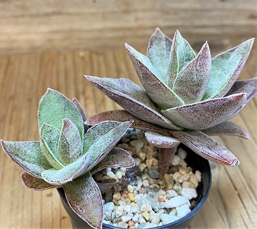 SH26792 Crassula ‘Garnet Lotus’ - Imagen 2