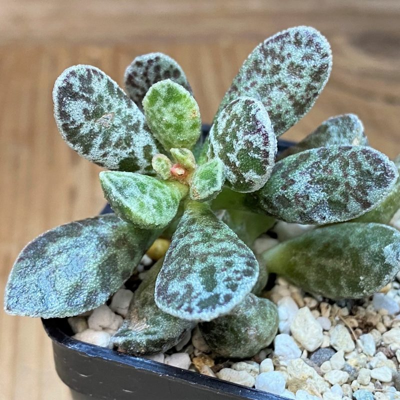 SH26767 Adromischus marianae 'Bryan Makin'