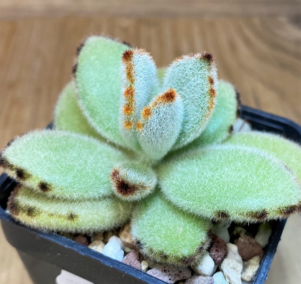 SH26768 Kalanchoe tomentosa – Image 2