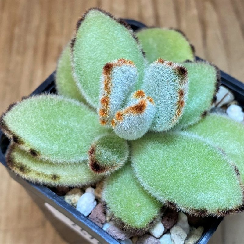 SH26768 Kalanchoe tomentosa