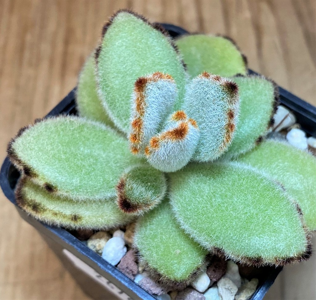 SH26768 Kalanchoe tomentosa