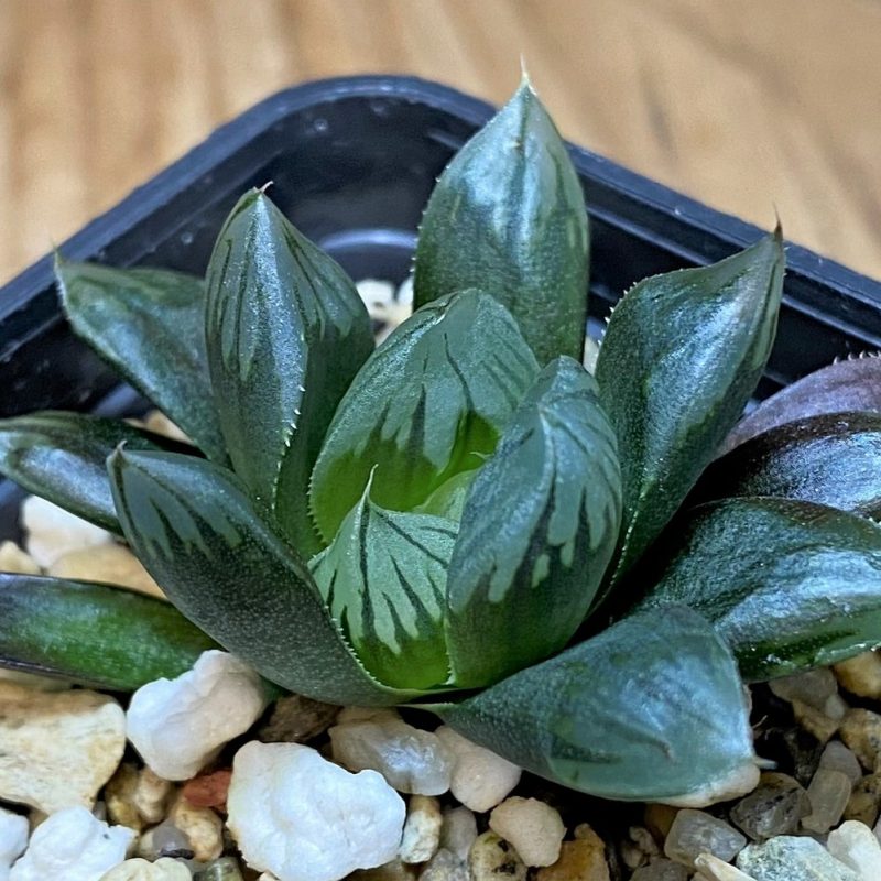 SH26850 Haworthia 'Black Star'