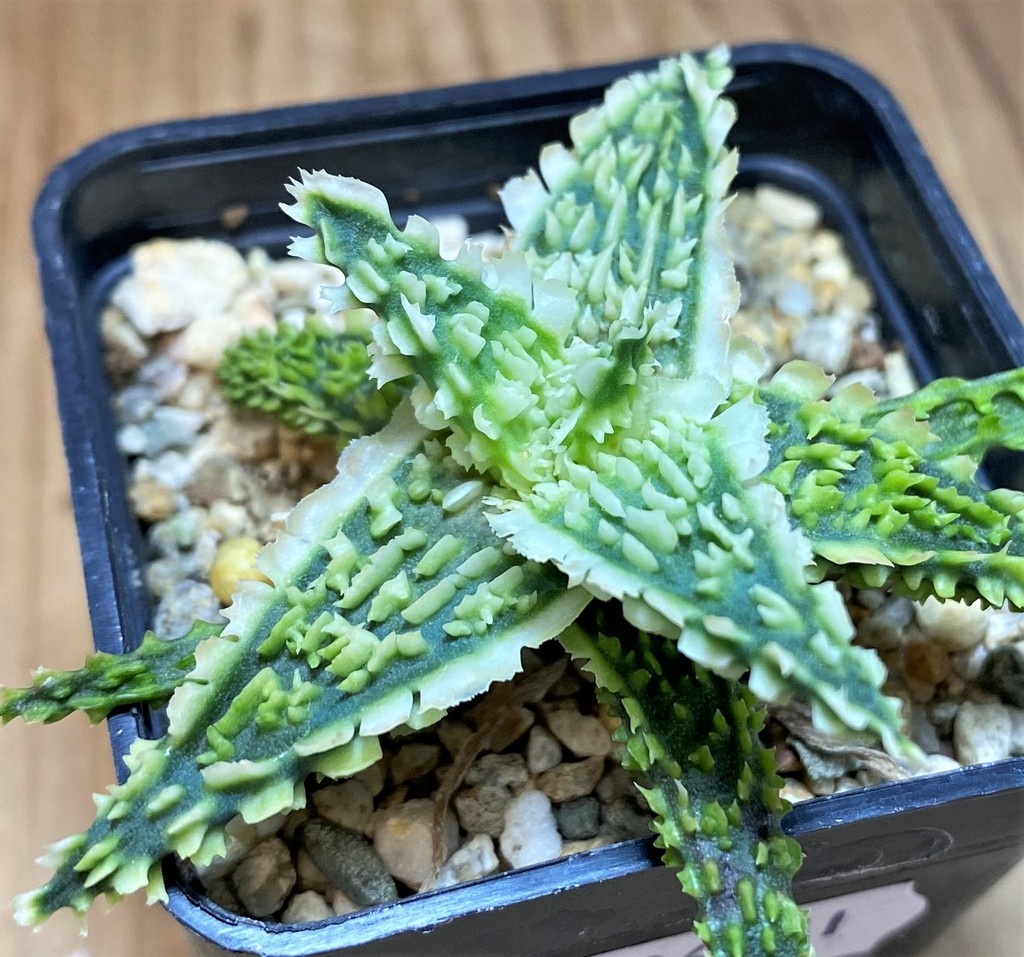 SH26851 Aloe TCT hybrid - Image 2