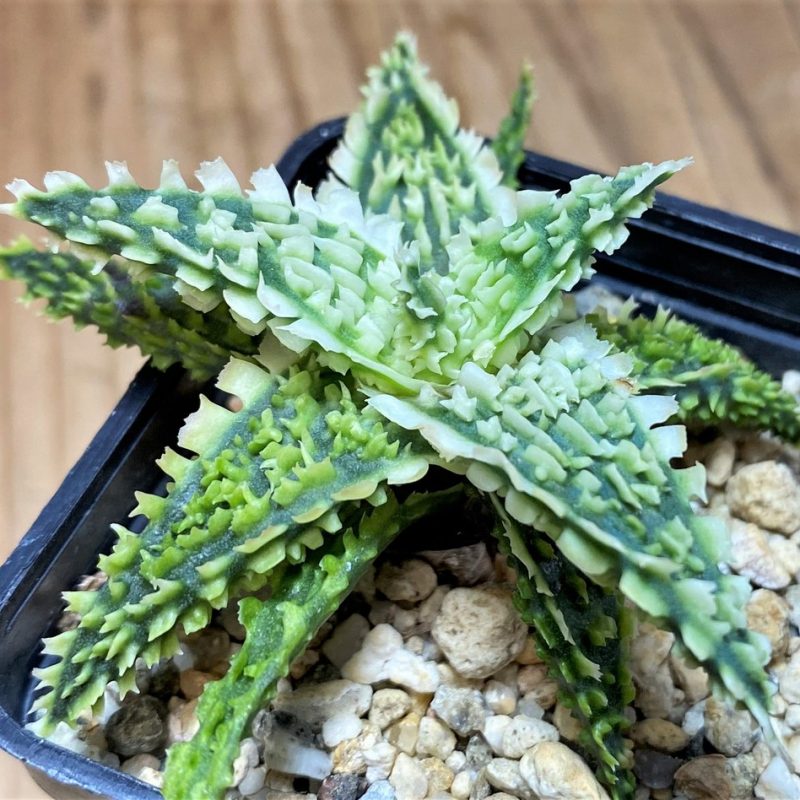 SH26851 Aloe TCT hybrid