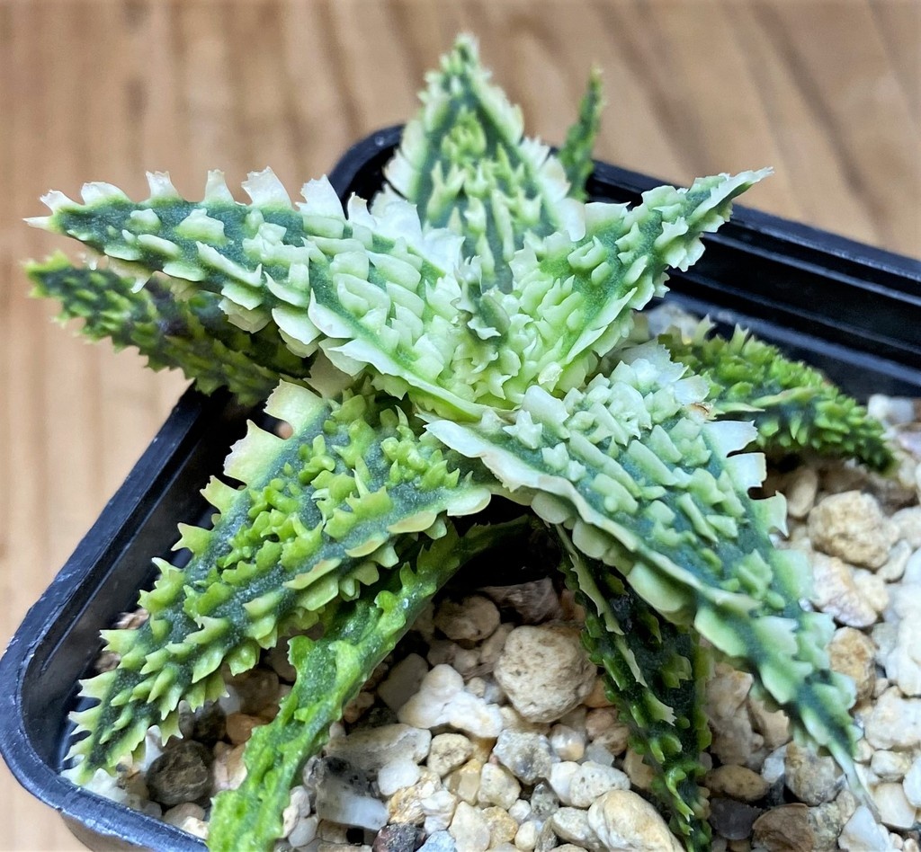SH26851 Aloe TCT hybrid