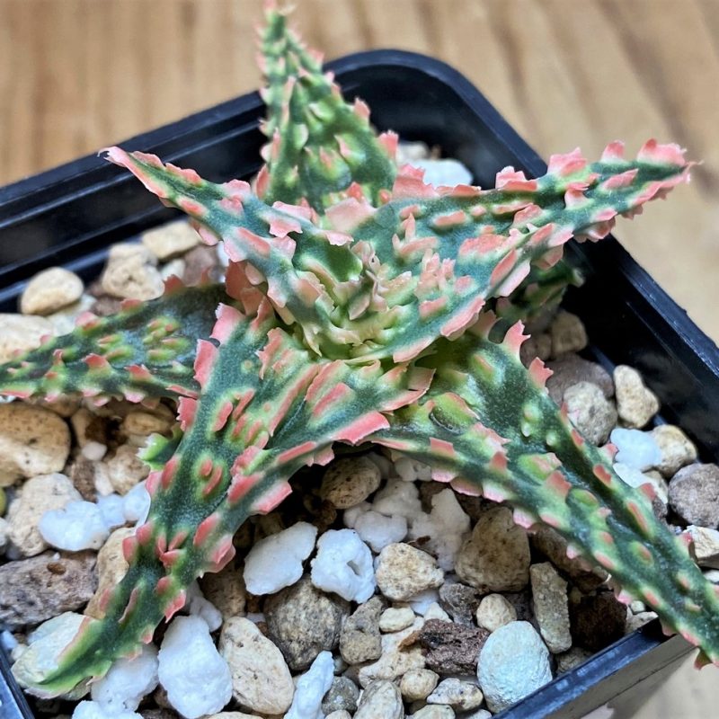 SH26852 Aloe TCT hybrid