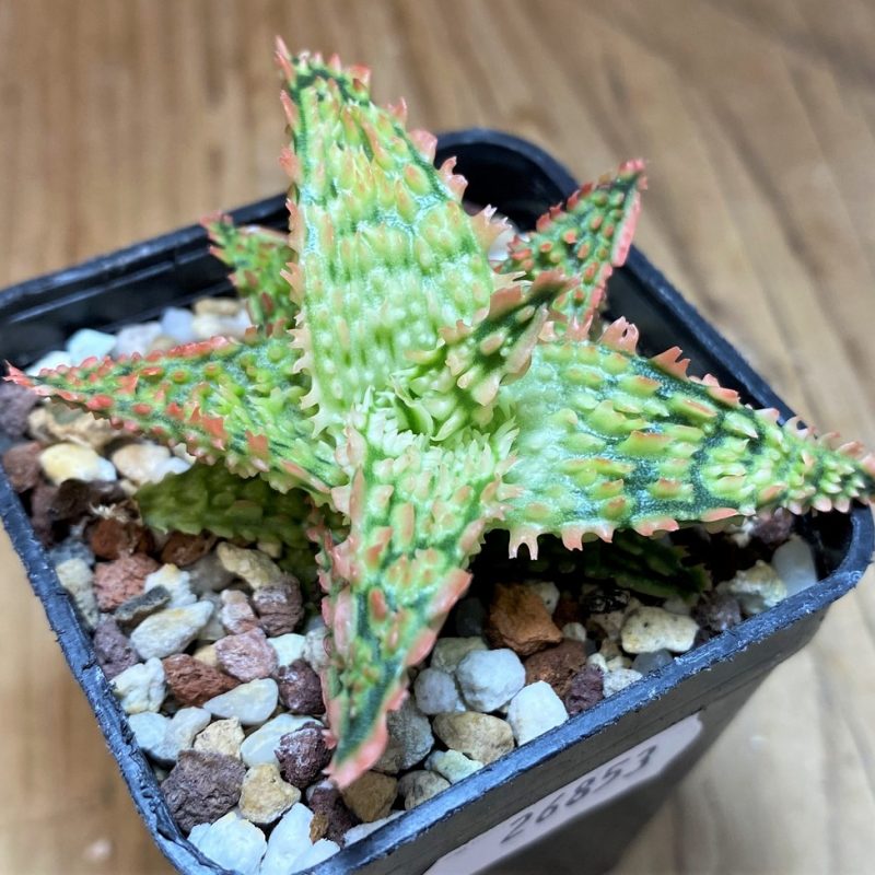 SH26853 Aloe TCT hybrid