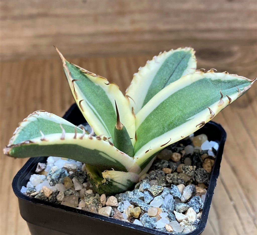 SH26821 Agave titanota ‘Snaggle Tooth’ f. variegata