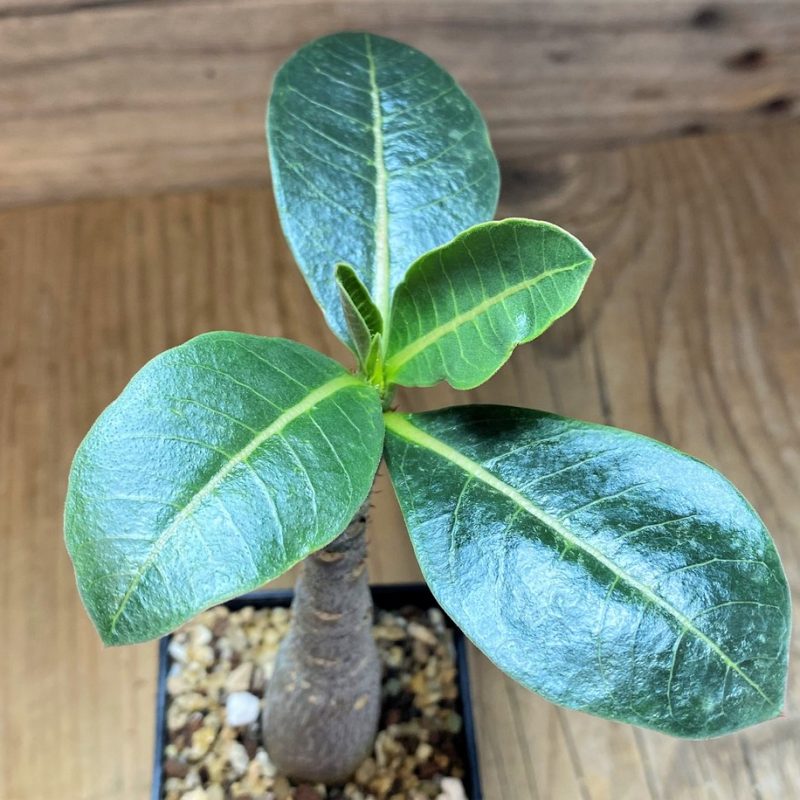 SH26854 Adenium arabicum ‘Black Body’