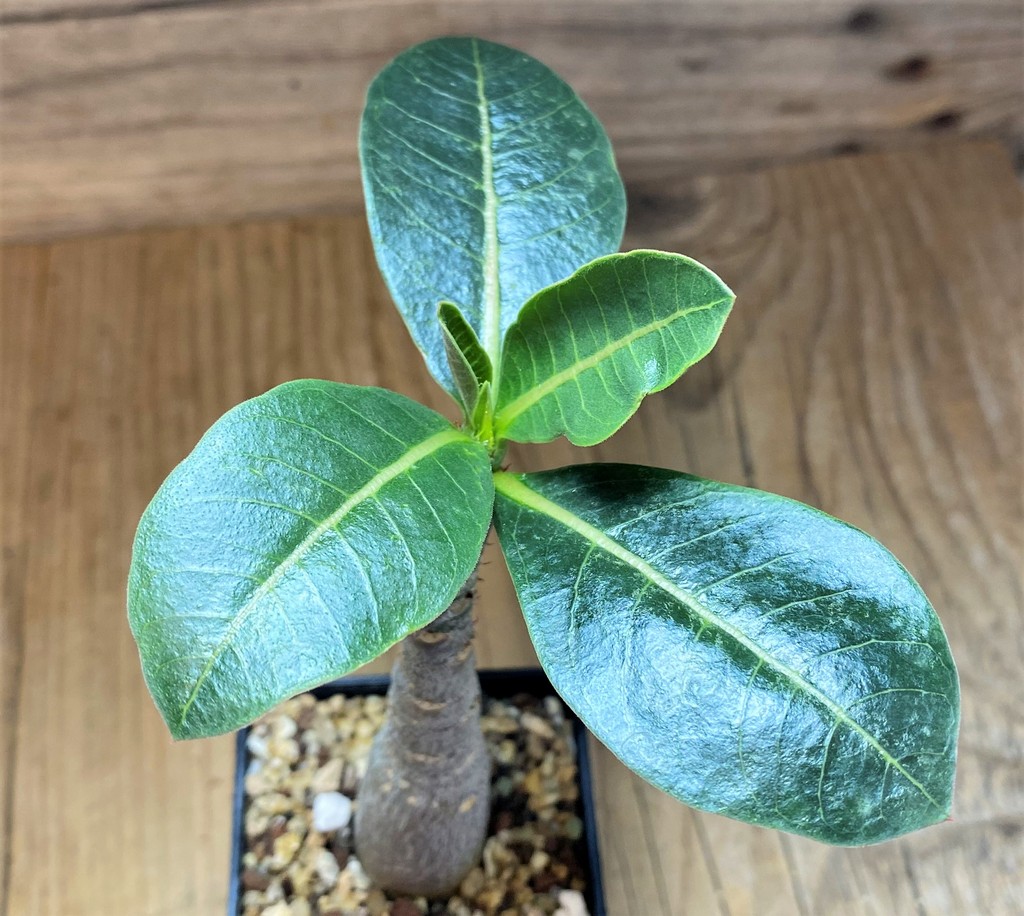 SH26854 Adenium arabicum ‘Black Body’