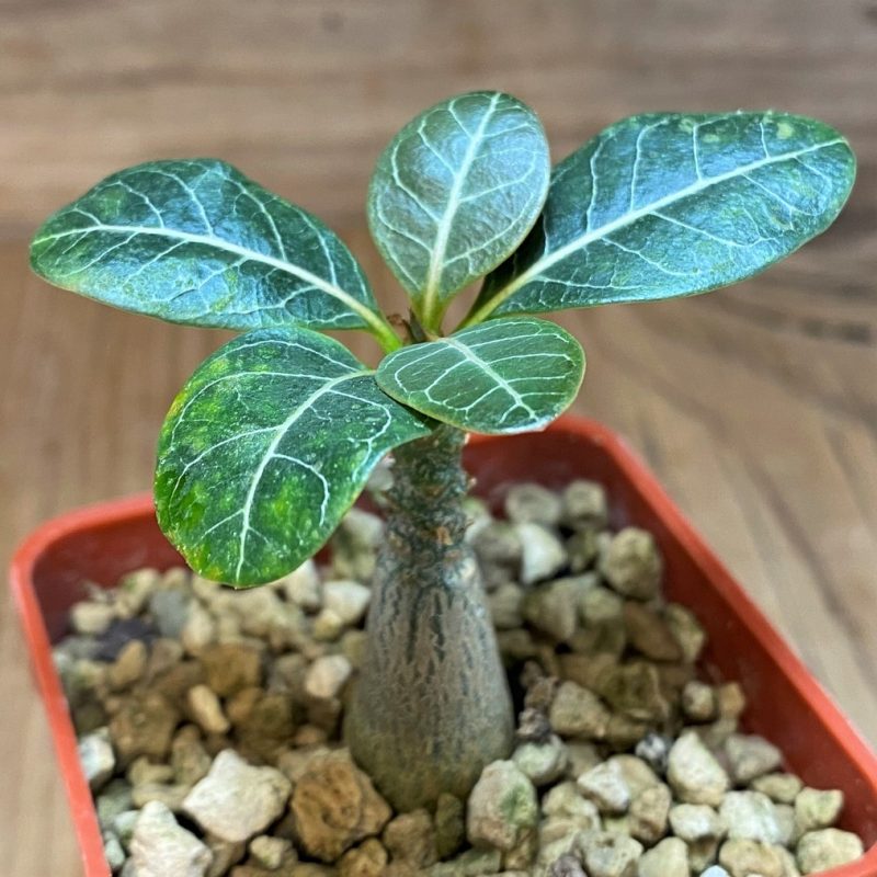 SH26856 Adenium socotranum