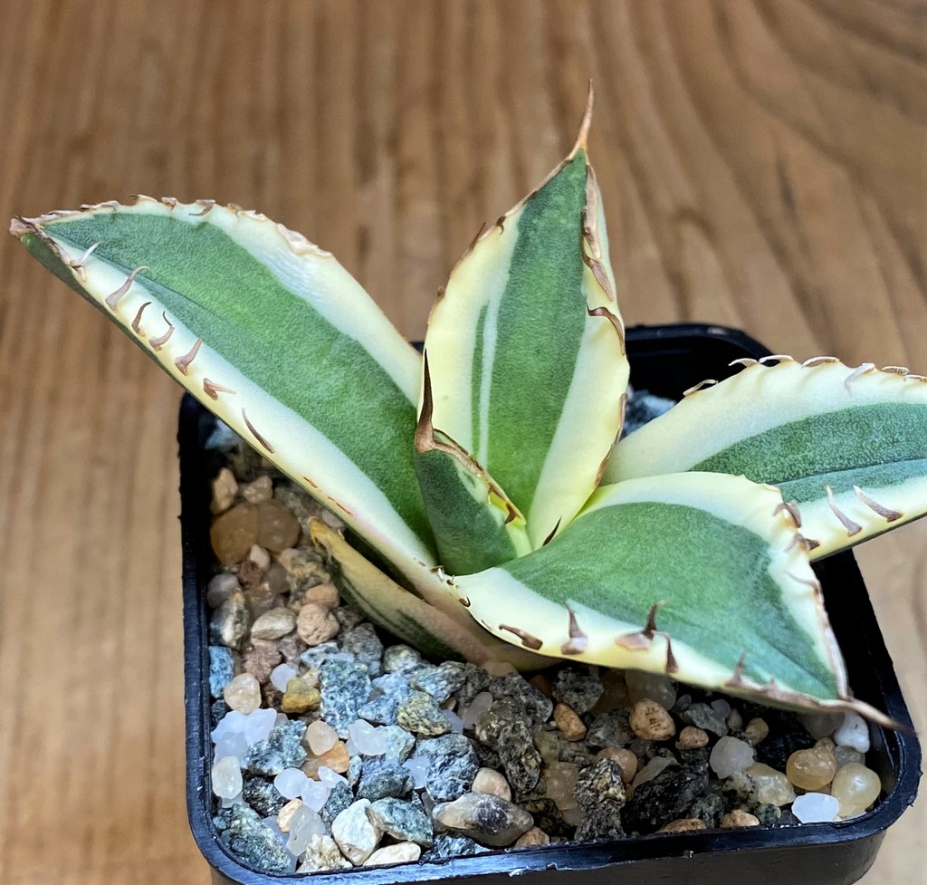 SH26821 Agave titanota ‘Snaggle Tooth’ f. variegata - immagine 2