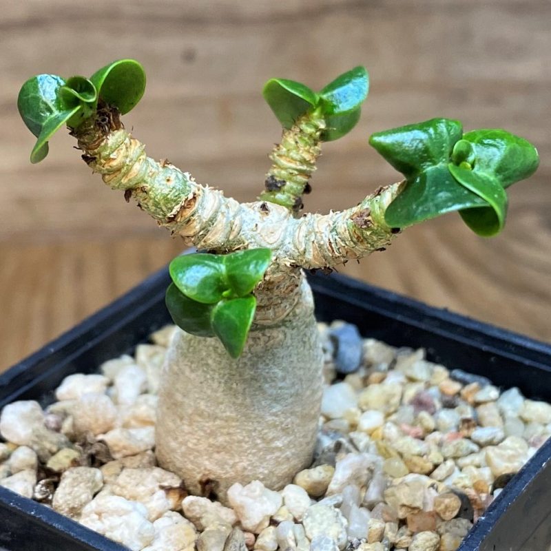 SH26857 Adenium arabicum DHA