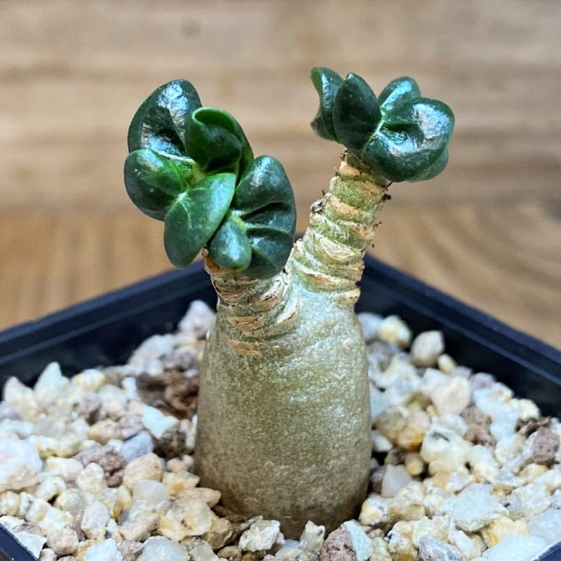 SH26858 Adenium arabicum DHA
