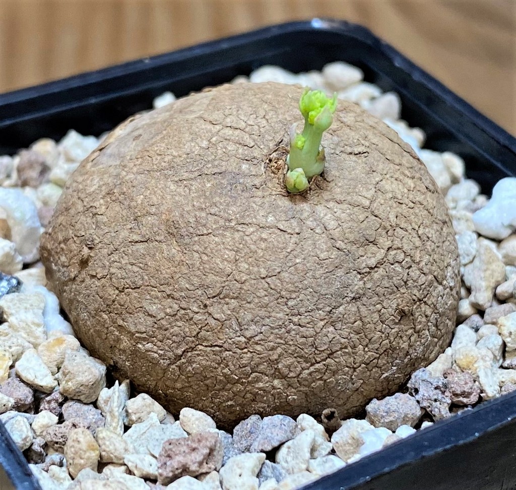 SH26859 Stephania erecta