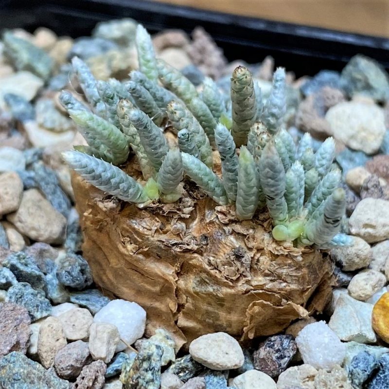 SH26860 Avonia alstonii