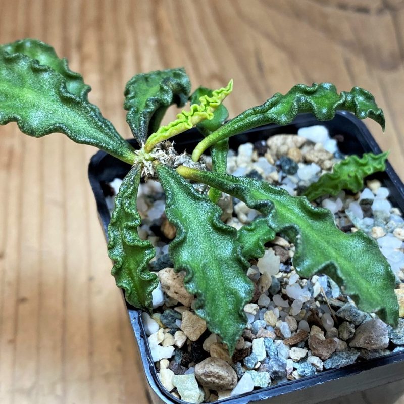 SH26861 Euphorbia decaryi v. spirosticha