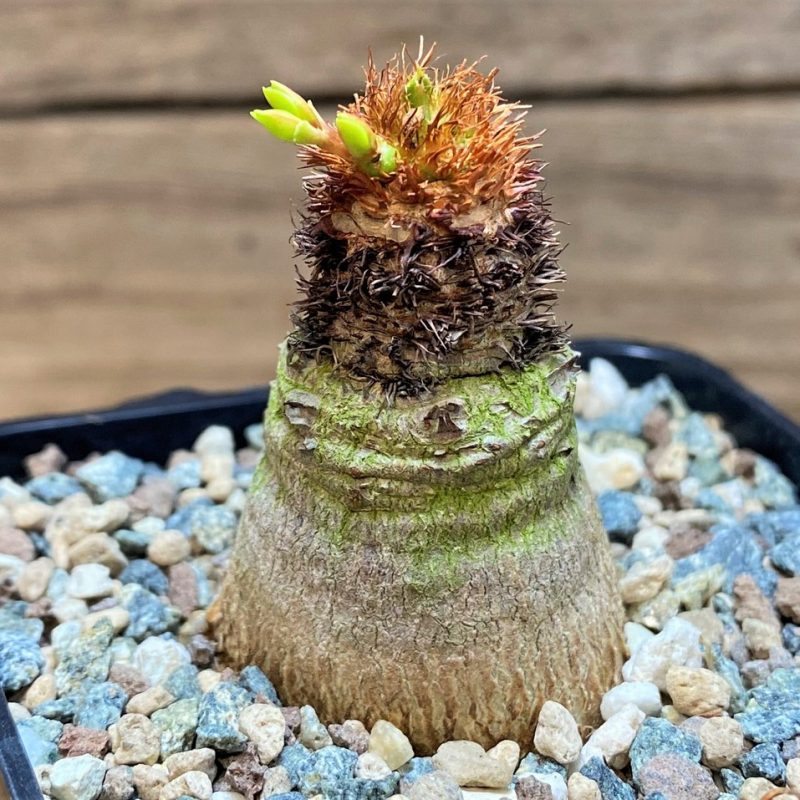 SH26862 Euphorbia ramena