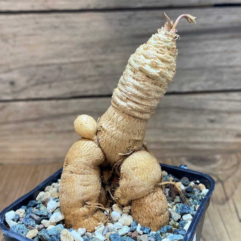 SH26863 Euphorbia 'Green Labatii'