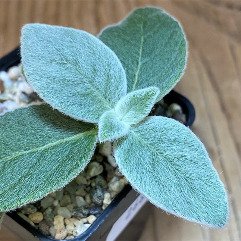 SH26864 Sinningia leucotricha