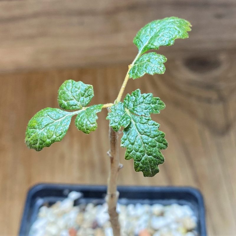 SH26865 Boswellia bullata