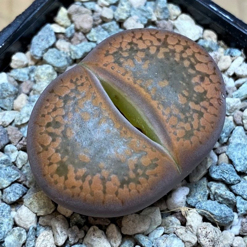 SH26870 Lithops aucampiae 'Open Window'