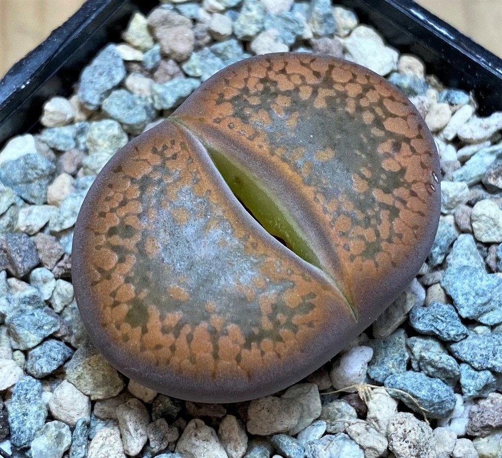 SH26870 Lithops aucampiae 'Open Window'
