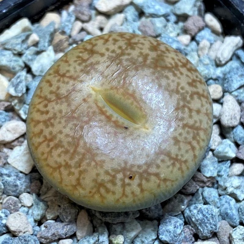 SH26871 Lithops pseudotruncatella