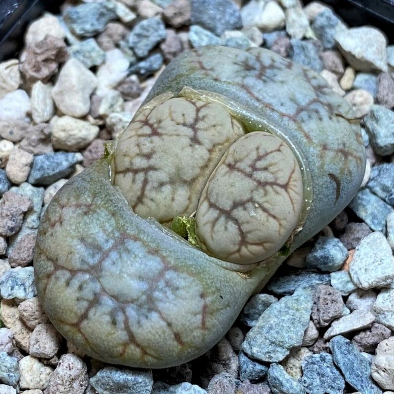 SH26872 Lithops werneri C188