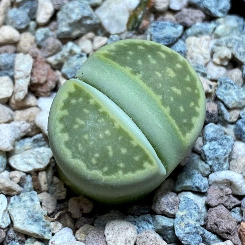 SH26873 Lithops salicola 'Malachite'