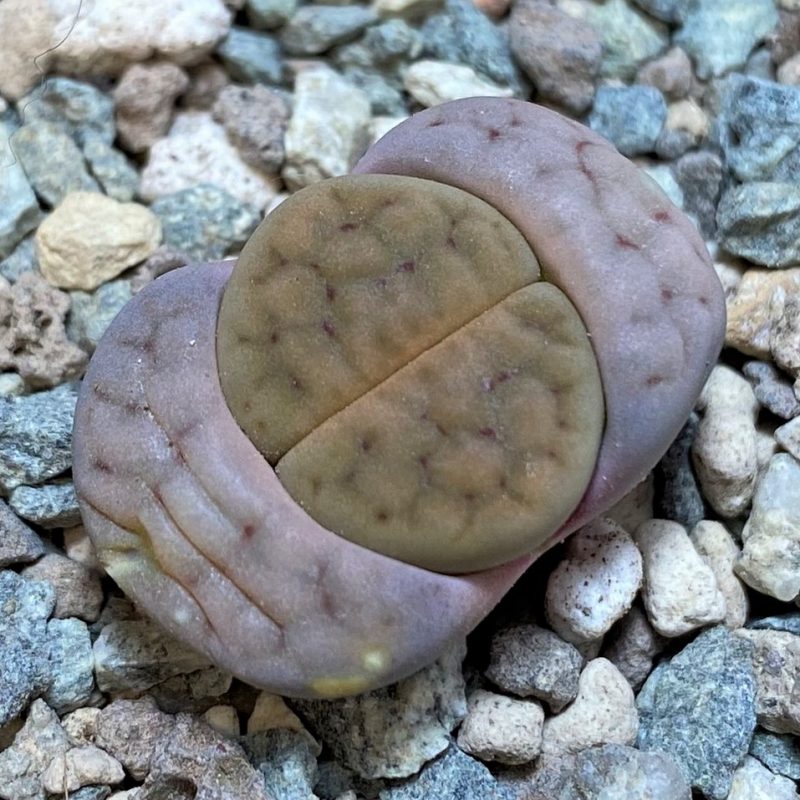 SH26874 Lithops schwantesii v. urikosensis C105