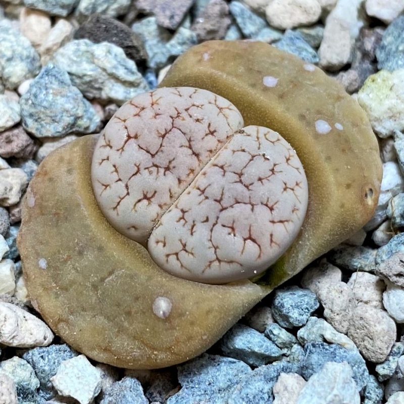 SH26875 Lithops gracilidelineata v. waldroniae C189