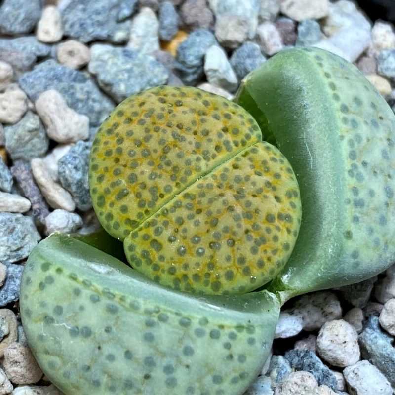 SH26876 Lithops fulviceps v. aurea