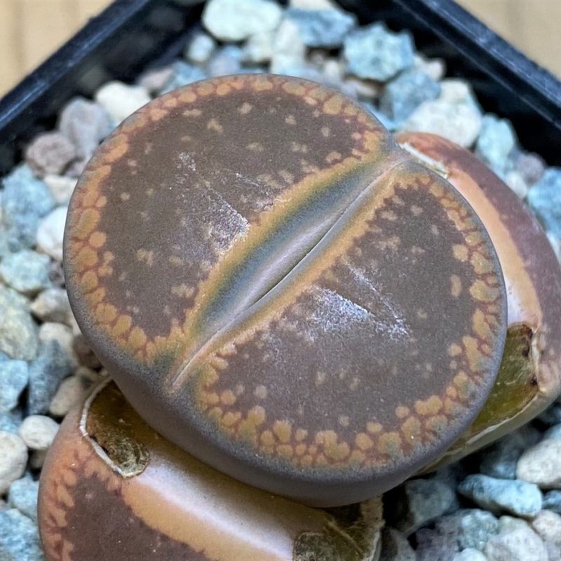 SH26877 Lithops aucampiae 'Nugget'