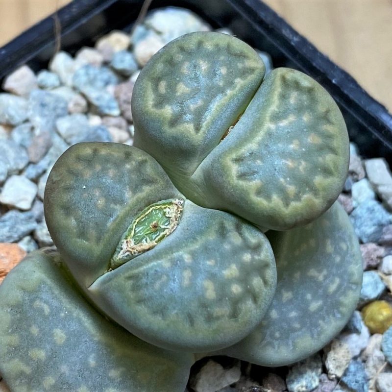 SH26878 Lithops hallii v. ochracea C111A