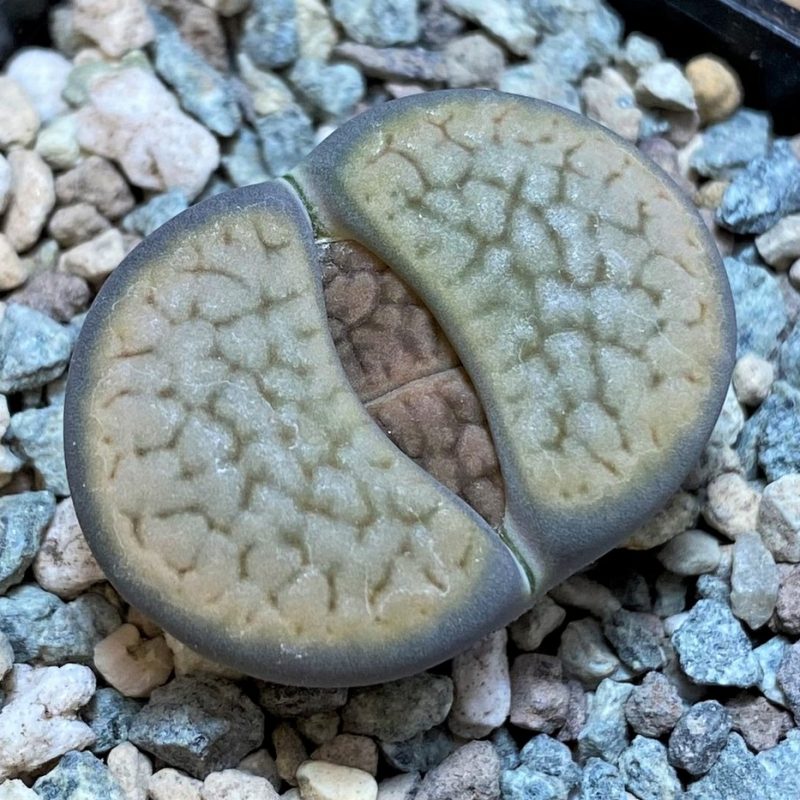 SH26879 Lithops hookeri v. dabneri C301