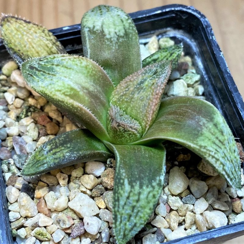 SH26824 Haworthia splendens 'Hakuja' hybrid