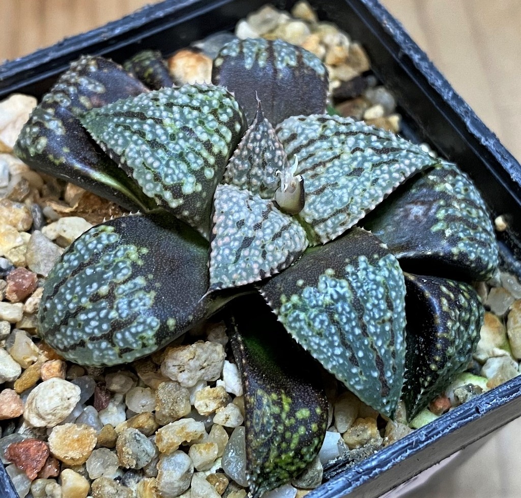 SH26825 Haworthia picta -Japan- - immagine 2