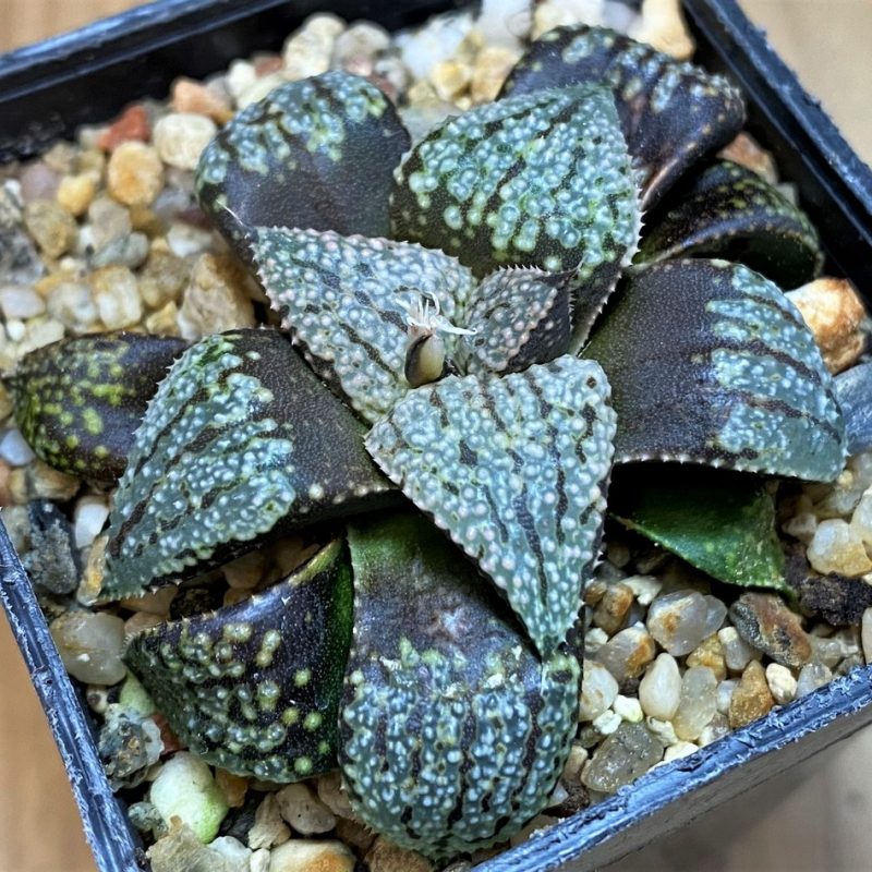 SH26825 Haworthia picta -Japan-
