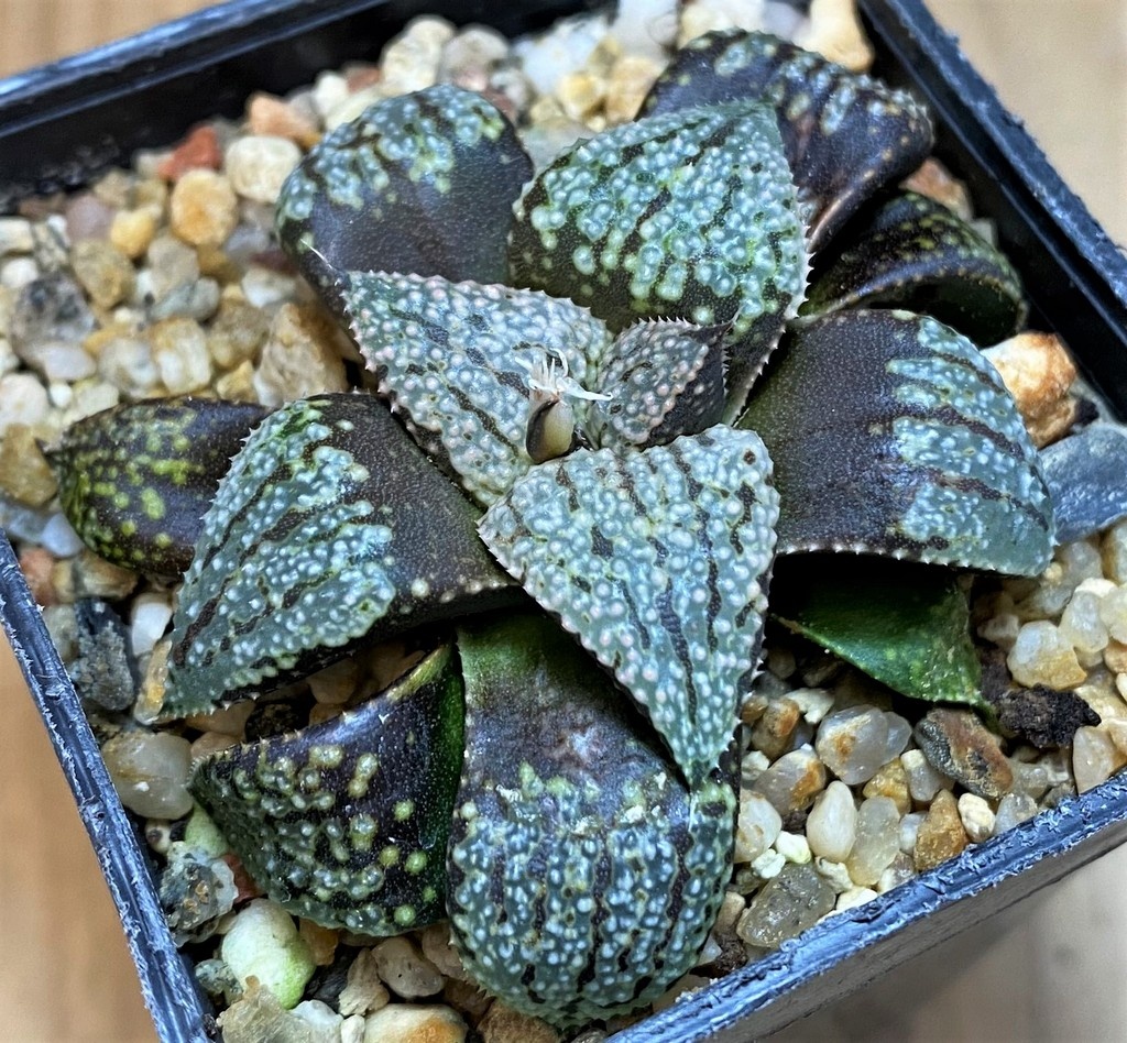 SH26825 Haworthia picta -Japan-