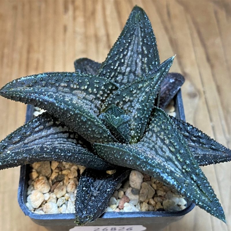SH26826 Haworthia 'Kintaikyo'