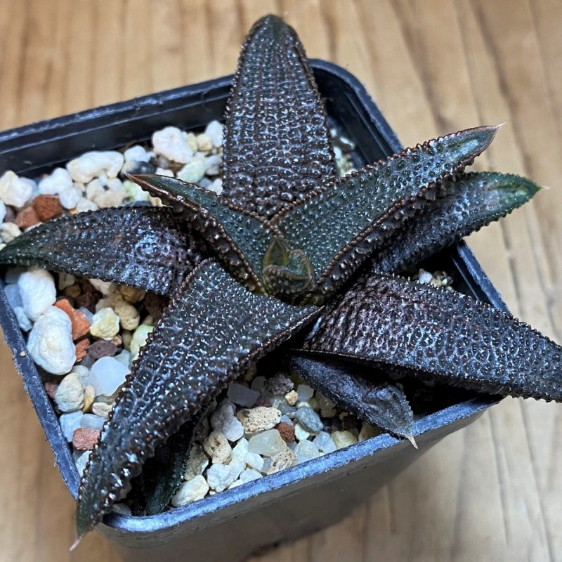 SH26827 Haworthia koelmaniorum
