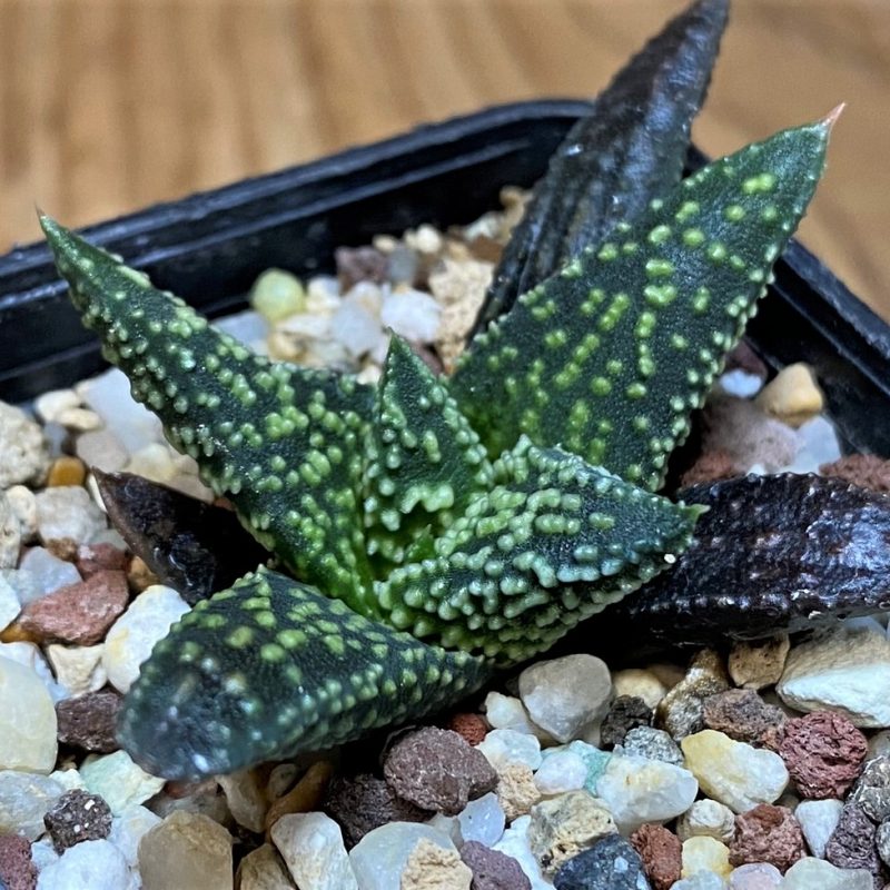 SH26828 Haworthia pumila x 'Kintaikyo'