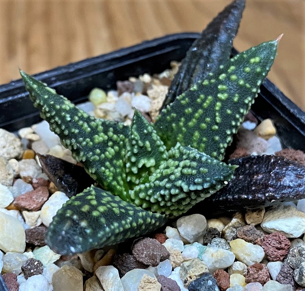 SH26828 Haworthia pumila x 'Kintaikyo'