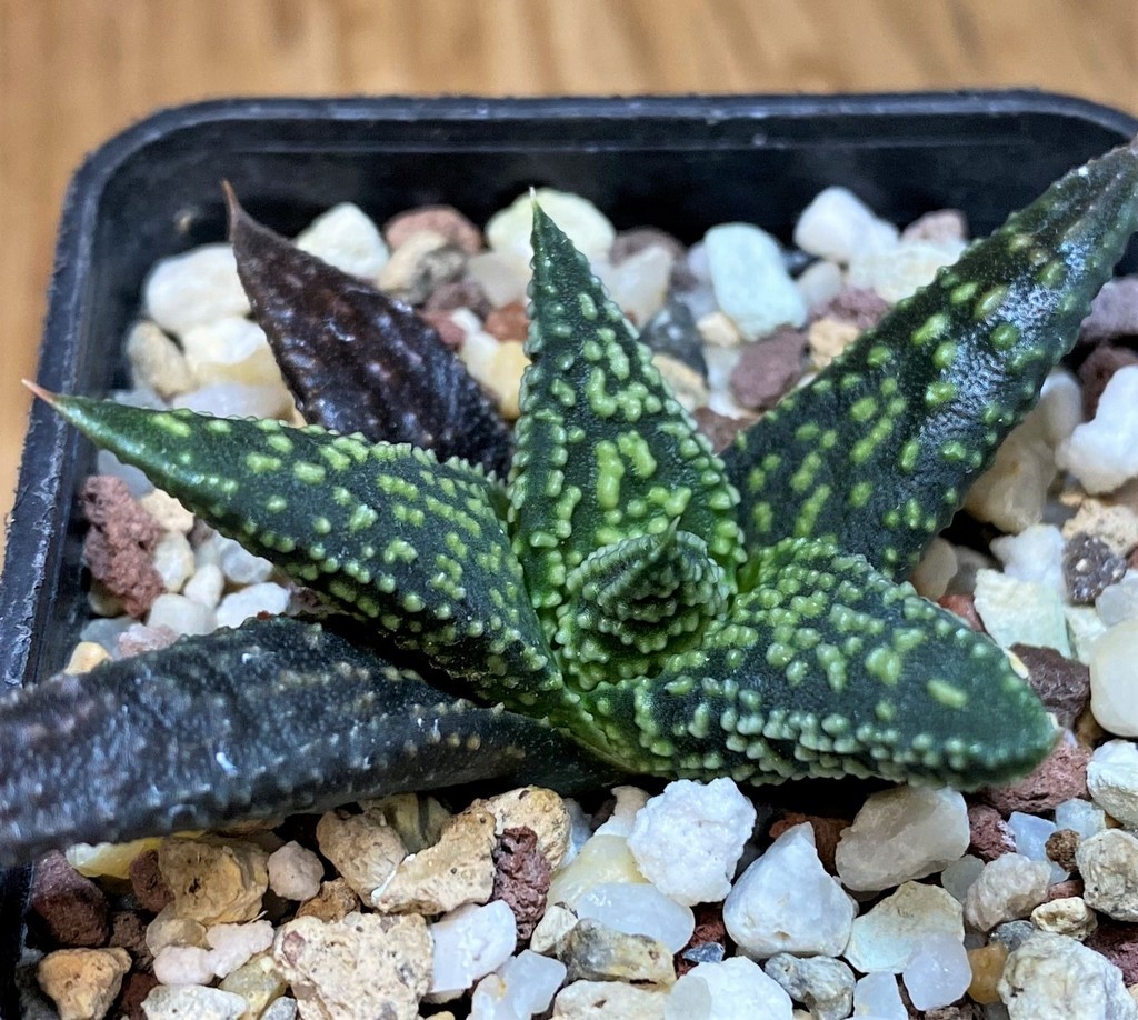 SH26828 Haworthia pumila x 'Kintaikyo' - immagine 2