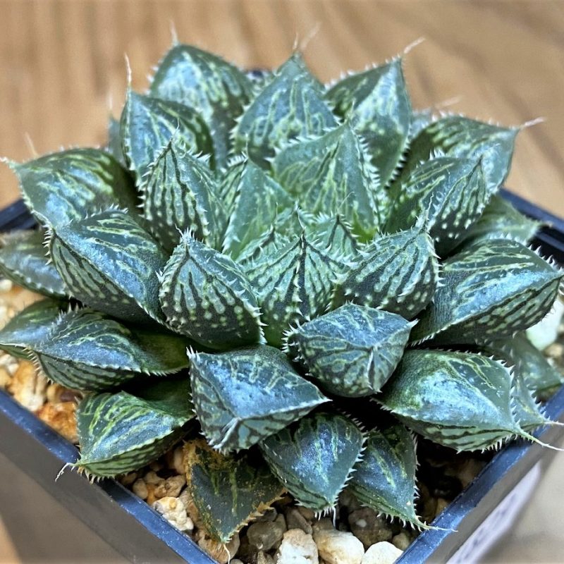 SH26829 Haworthia 'Mirror Ball'