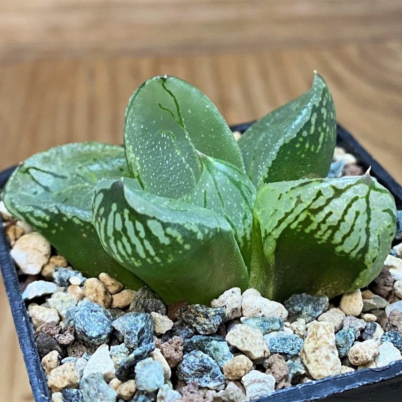 SH26832 Haworthia comptoniana 'Corn Poppy'