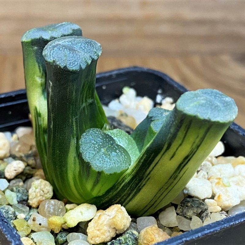 SH26833 Haworthia maughanii f. variegata