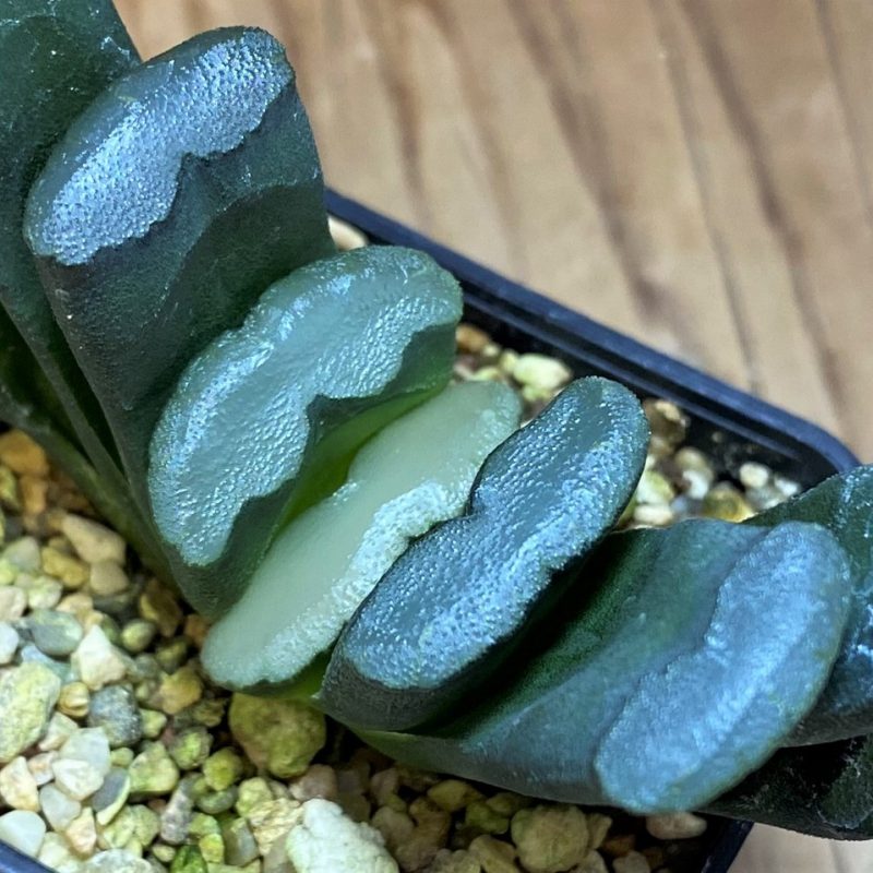 SH26834 Haworthia truncata